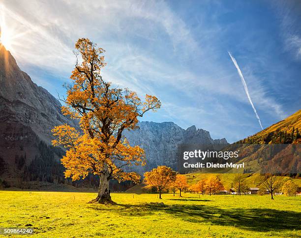 colorful autumn at ahornboden in karwendel alps - karwendel mountains stockfoto's en -beelden
