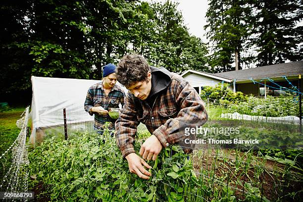 Farmers picking fresh peas from vines in garden