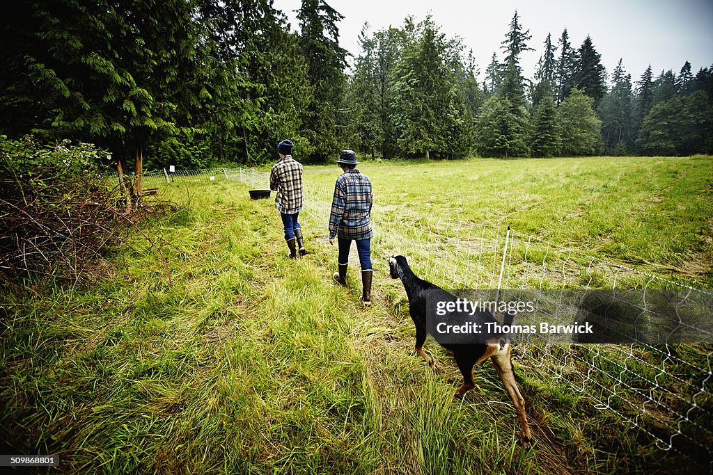 Goat following behind farmers in pasture rear view