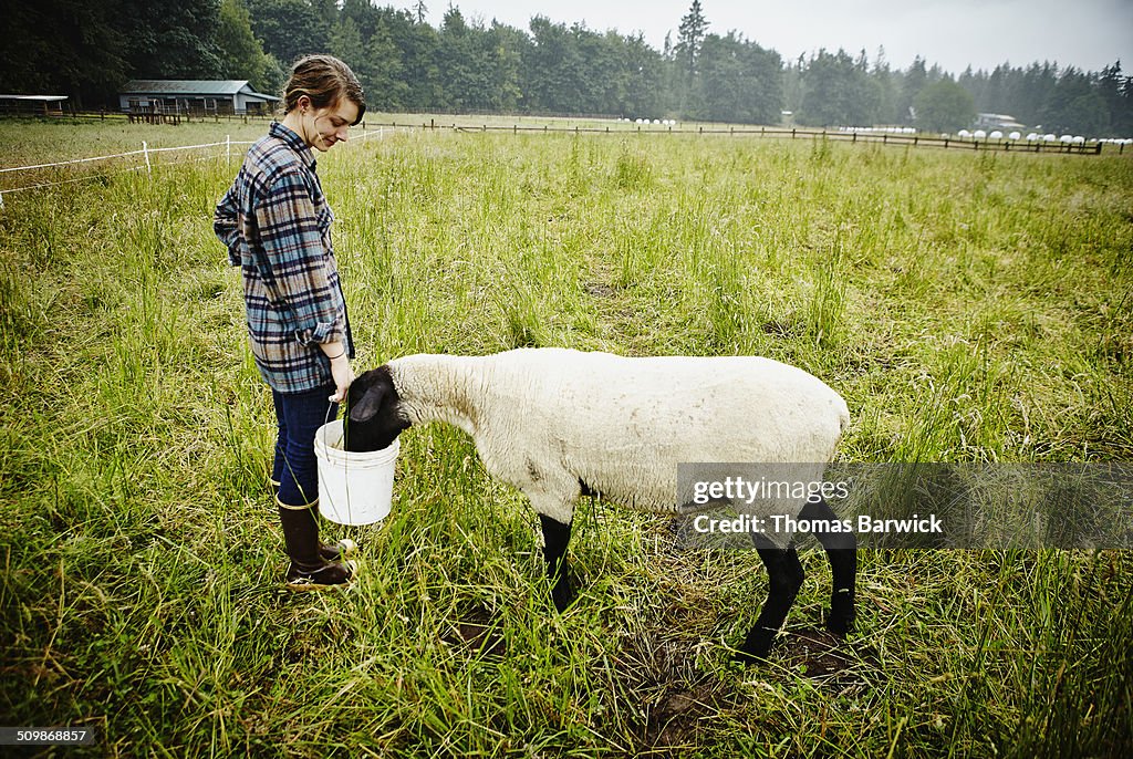 Smiling female farmer feeding sheep from bucket