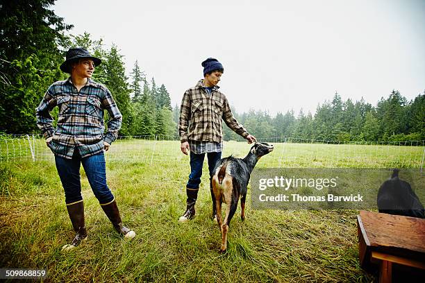 farmers petting la mancha goats in fenced pasture - half man half goat stock-fotos und bilder