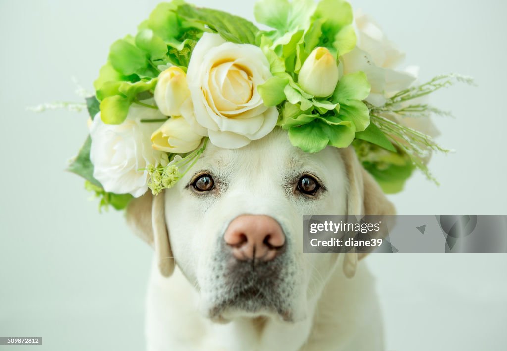 Labrador Retriever with Flower Crown