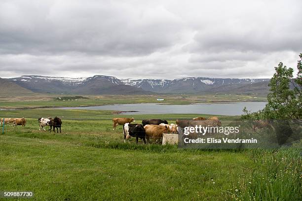 Hvalfjoraur is situated in the west of Iceland between Mosfellsbaer and Akranes.