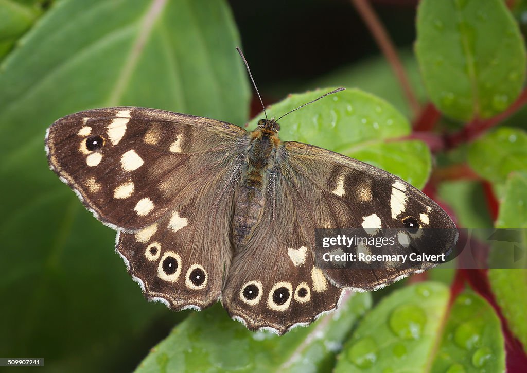 Speckled Wood Butterfly in garden.