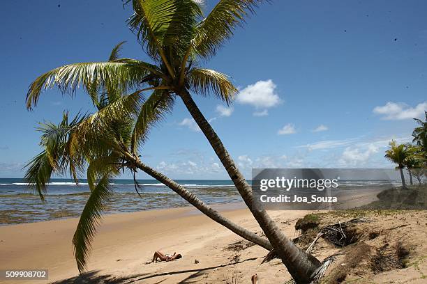 barra grande / south coast of bahia - palm coast stock pictures, royalty-free photos & images