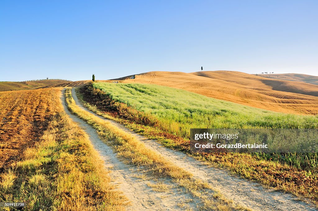 Country Road winding through the Fields, Val d’Orcia, Tuscany, Italy