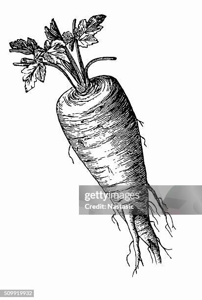 parsnip (pastinaca sativa) - parsnip stock illustrations