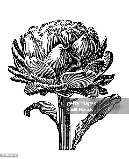 artichoke - artichoke stock illustrations