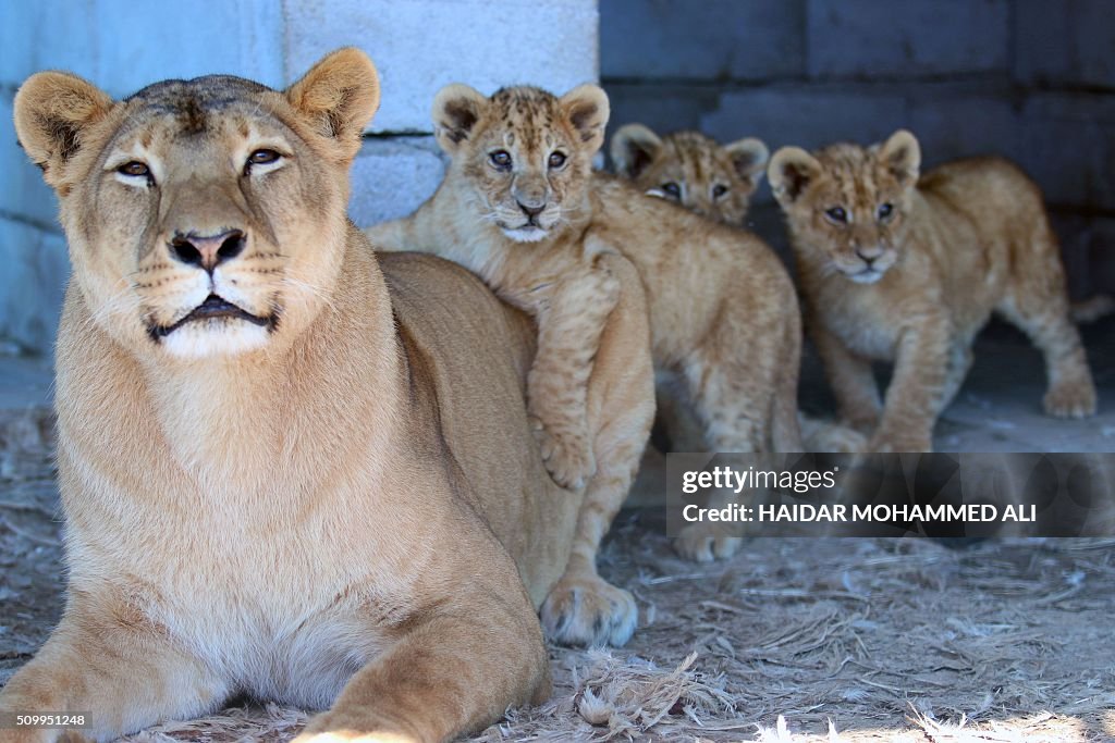 IRAQ-ANIMALS-DAILY LIFE