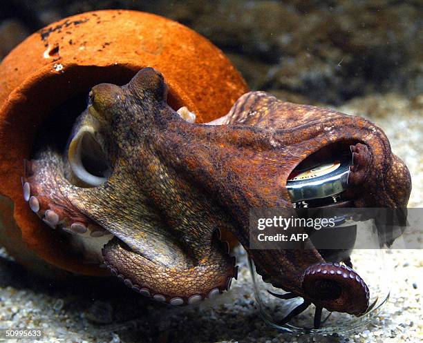 Two-month-old octopus tries to unscrew the lid of a jar to get hold of its content, a crab, 23 June 2004 at Denmark's Aquarium in Copenhagen. The...