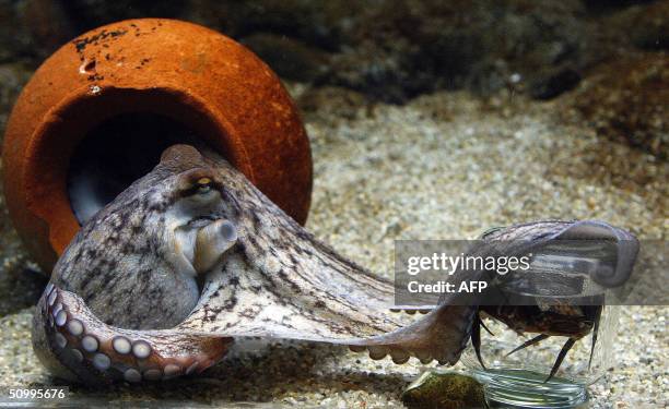 Two-month-old octopus tries to unscrew the lid of a jar to get hold of its content, a crab, 23 June 2004 at Denmark's Aquarium in Copenhagen. The...