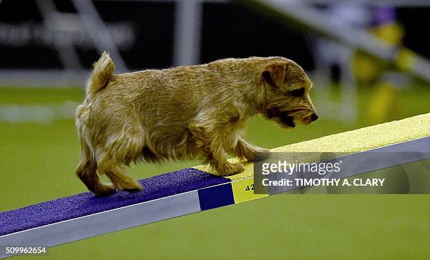Norfolk Terrier runs the agility course during the 3rd Annual Masters Agility Championship on February 13, 2016 in New York, at the 140th Annual...