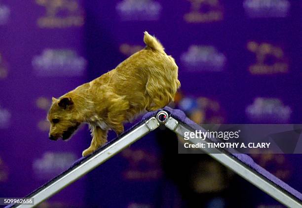 Norfolk Terrier runs the agility course during the 3rd Annual Masters Agility Championship on February 13, 2016 in New York, at the 140th Annual...