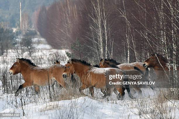 Photo taken on January 22, 2016 shows wild Przewalski's horses on a snow covered field in the Chernobyl exclusions zone. In 1990, a handful of...