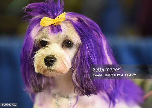 Lowchen attends the AKC Meet The Breeds event on February 13, 2016 in New York at the 140th Annual Westminster Kennel Club Dog Show. / AFP / Timothy...
