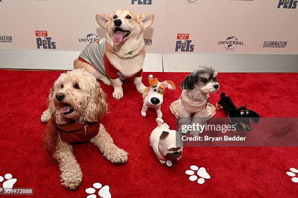 Cockapoo Photos and Premium High Res Pictures - Getty Images
