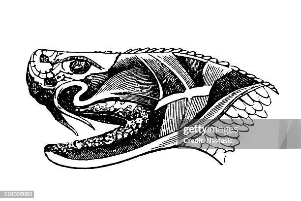 snake - forked tongue stock illustrations