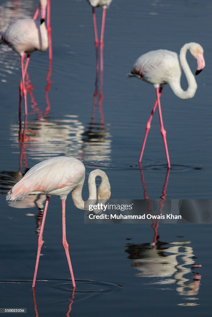 Flamingo On Field