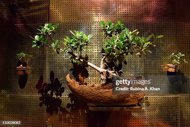 Bonsai tree wall at Hanami, an immersive art exhibit curated by Ambika Hinduja Macker at the Diesel Store on February 13, 2016 in Mumbai, India.