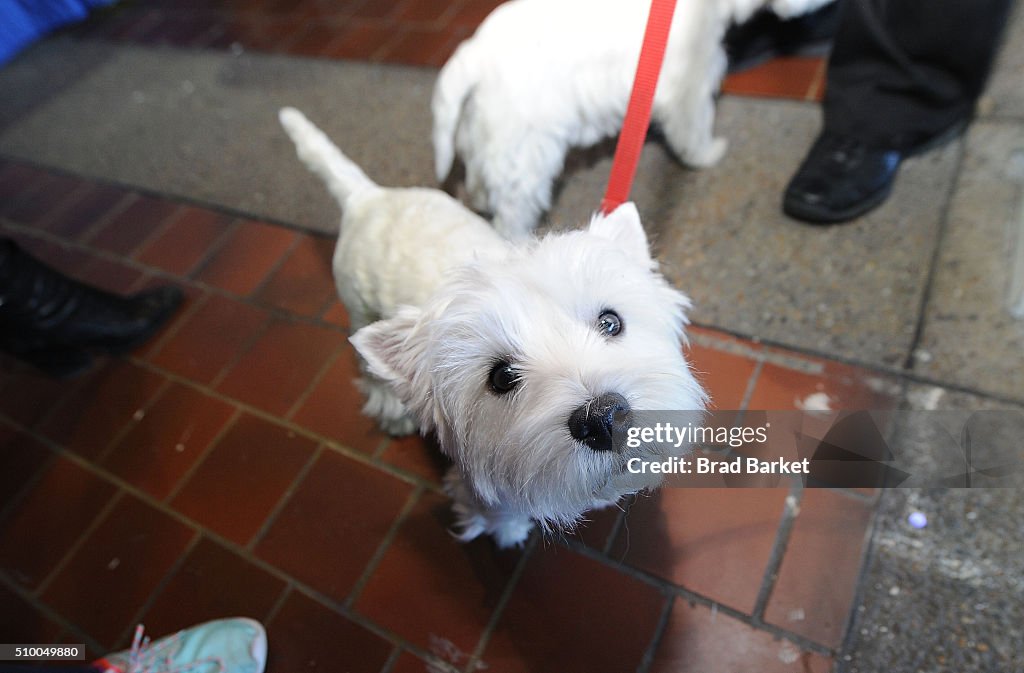 7th Annual AKC Meet The Breeds