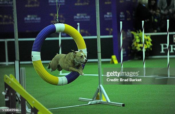 Jared the American Pit Bull Terrier competes at the7th Annual AKC Meet The Breeds at Pier 92 on February 13, 2016 in New York City.