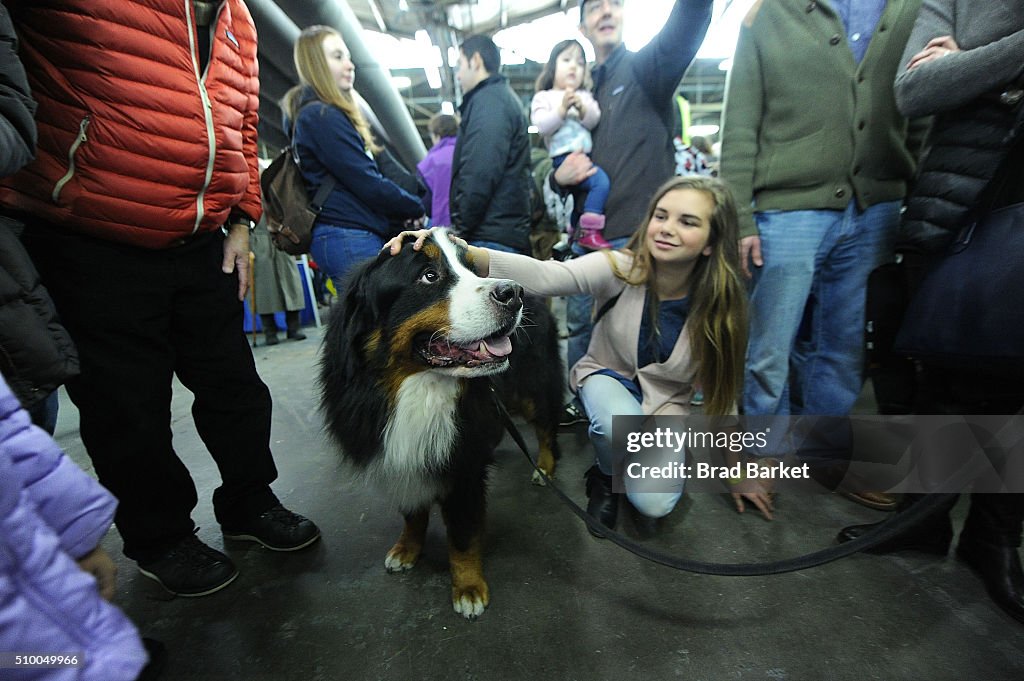 7th Annual AKC Meet The Breeds