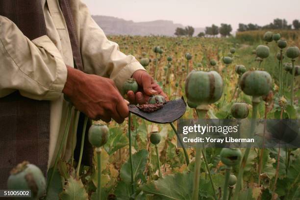 Afghan farmers collect opium from poppies using a metal spoon April 20, 2004 in Jalalabad, Afghanistan. Near the Pakistani border poppy cultivation...