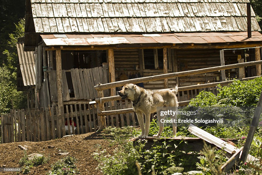 Sheepdog in village