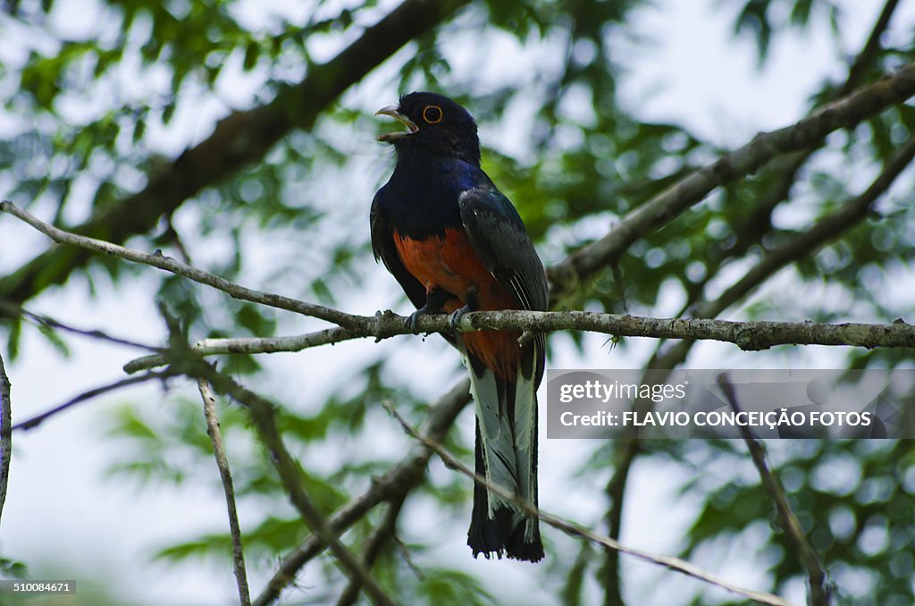 Surucua-bellied bird