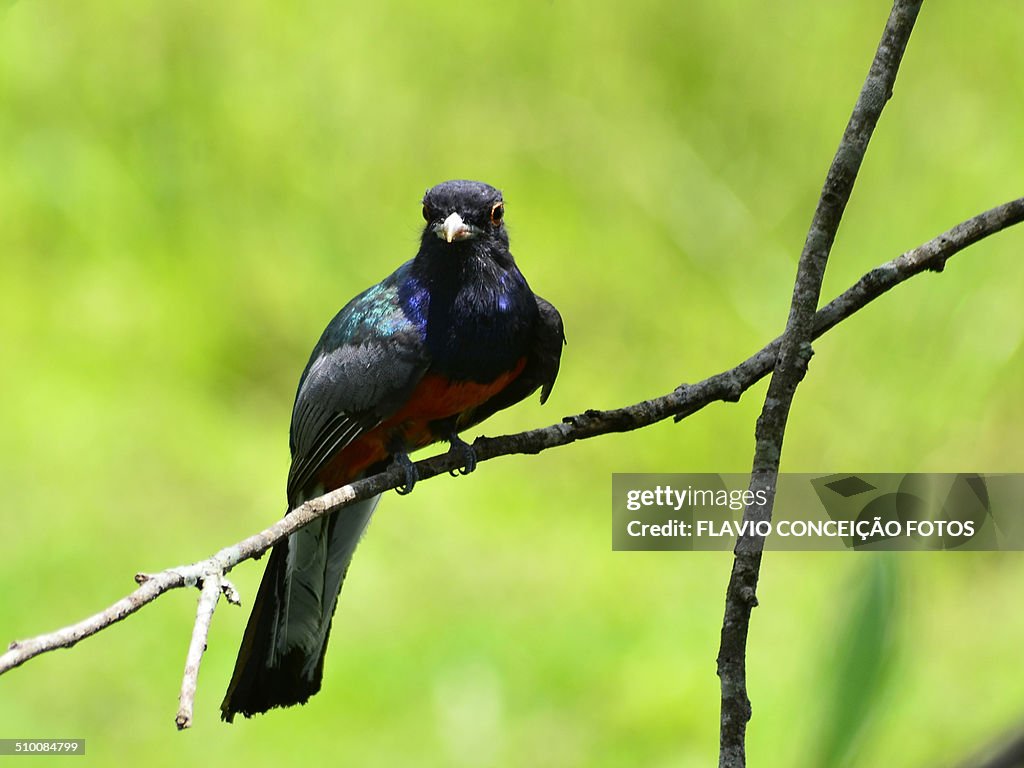 Surucua trogon bird