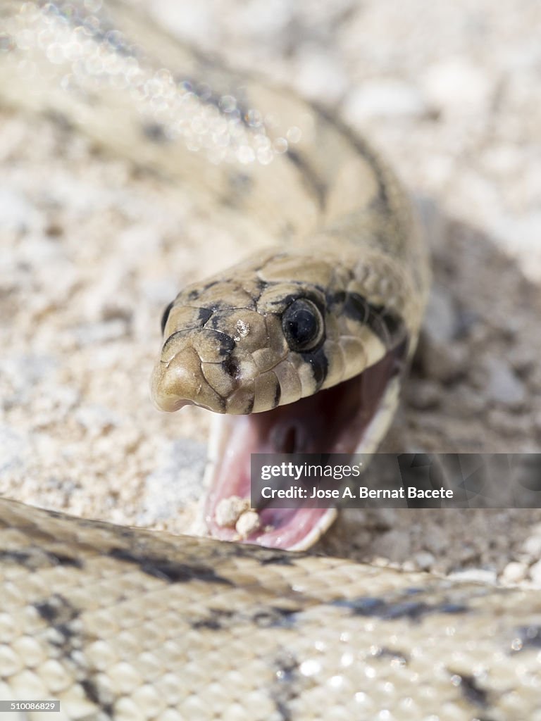 Attacking Snake Head Head Of A Snake With Mouth Open Attacking High-Res Stock Photo - Getty ...