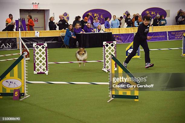 Dog competes at the Westminster Kennel Club and AKC Meet and Compete at Pier 92 on February 13, 2016 in New York City.