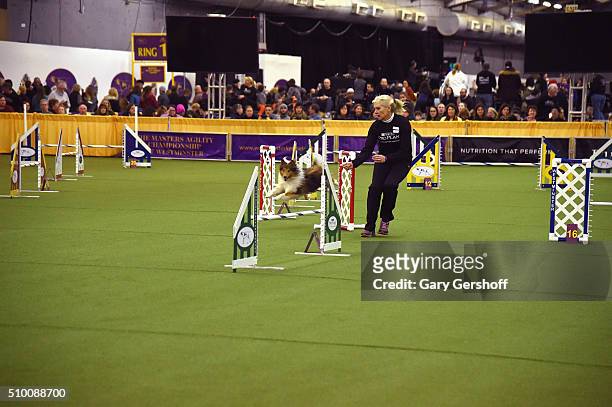 Dog competes at the Westminster Kennel Club and AKC Meet and Compete at Pier 92 on February 13, 2016 in New York City.
