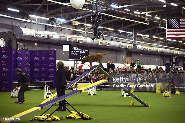 Murphy, a Chesapeake Bay Retriever competes in the Westminster Kennel Club and AKC Meet and Compete at Pier 92 on February 13, 2016 in New York City.
