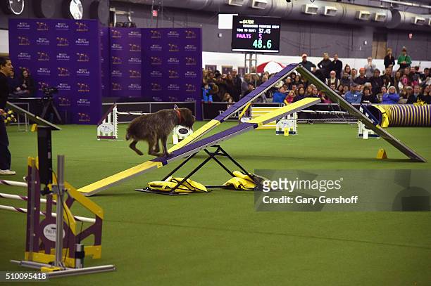 Gator, a Wirehaired Pointing Griffon competes in the Westminster Kennel Club and AKC Meet and Compete at Pier 92 on February 13, 2016 in New York...