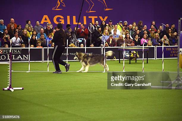 Layla, an Alaskan Malamute competes in the Westminster Kennel Club and AKC Meet and Compete at Pier 92 on February 13, 2016 in New York City.