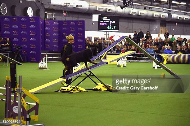 Levi, a Rottweiler competes in the Westminster Kennel Club and AKC Meet and Compete at Pier 92 on February 13, 2016 in New York City.