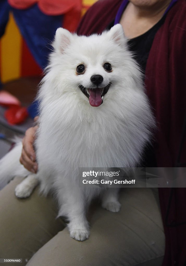 7th Annual AKC Meet The Breeds