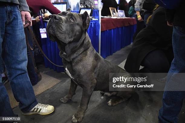 Marcus, a four year old male Cane Corso attends the 7th Annual AKC Meet The Breeds at Pier 92 on February 13, 2016 in New York City.