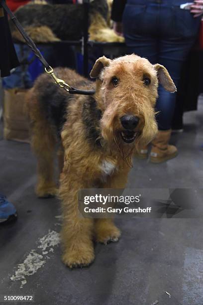 Basil, a seven year old male Airedale Terrier attends the 7th Annual AKC Meet The Breeds at Pier 92 on February 13, 2016 in New York City.