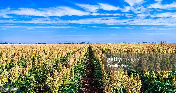 ripe sorghum milo millet crop field in rows - sorghum stock pictures, royalty-free photos & images