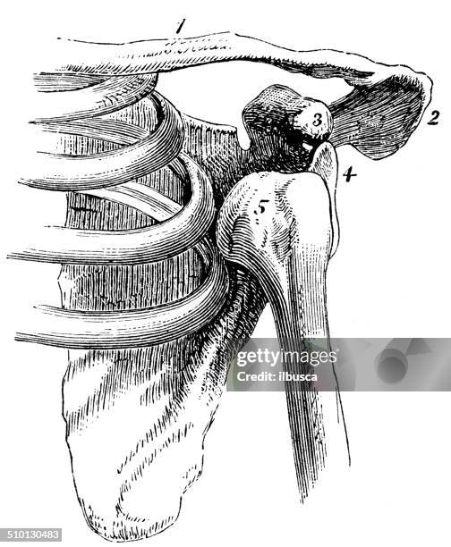 2 242点の手の骨イラスト素材 Getty Images 2 242点の手の骨イラスト素材 Getty Images