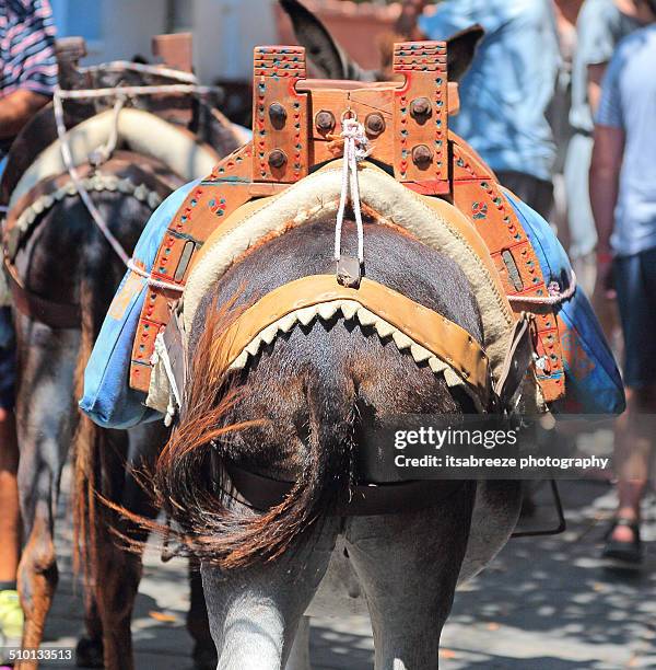 traditional donkey ride - donkey tail stock pictures, royalty-free photos & images