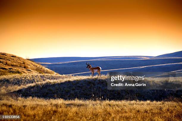 single pronghorn antelope standing in profile on hill under clear gold-toned sky, sunset in idaho - pronghorn stock pictures, royalty-free photos & images