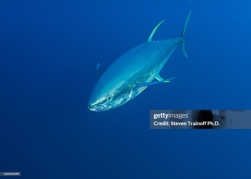 Yellowfin tuna