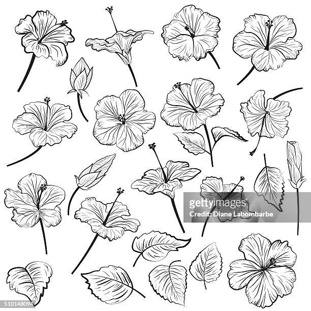 handgezeichnet abbildung eines hibiskus blumen - hibiscus flower stock-grafiken, -clipart, -cartoons und -symbole