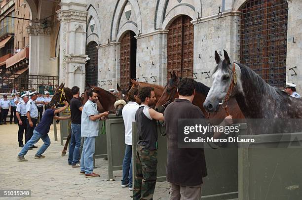 Following the trial heats the horses await the draft horse selection procedures on June 29, 2004 in Siena, Italy. The city's 17 separate Contrade or...