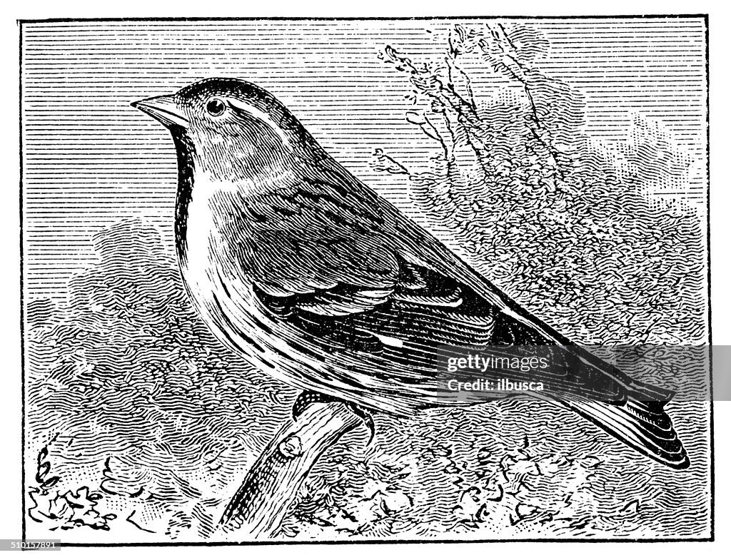 Antique illustration of Eurasian siskin (Spinus spinus)