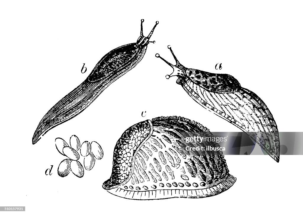 Antique illustration of slugs