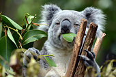 Koala at Lone Pine Koala Sanctuary in Brisbane, Australia
